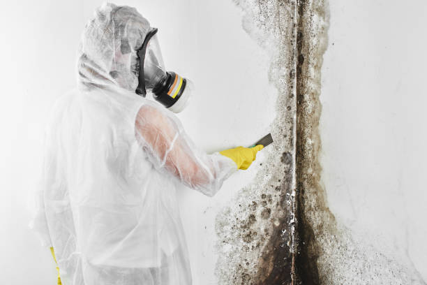 Best Residential Mold Removal  in Tladega, AL