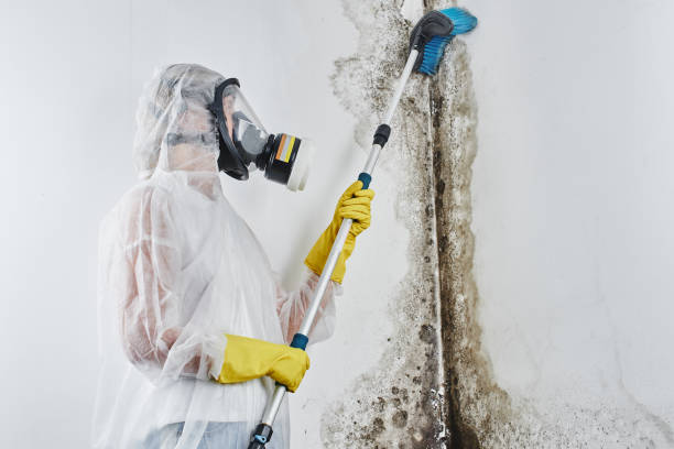 Best Professional Mold Removal  in Tladega, AL