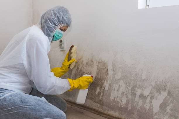 Best Mold Testing  in Tladega, AL