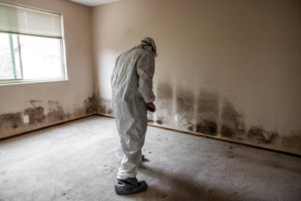 Home Mold Removal in Talladega, AL