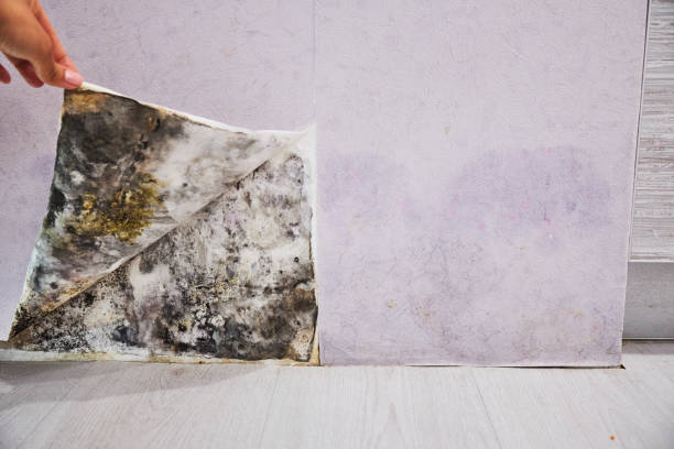 Best Certified Mold Removal  in Tladega, AL